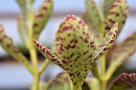 Image result for Kalanchoe velutina