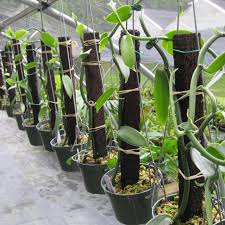 The flowers bloom over the period of a month, and if pollinated, can potentially. Orchids Vanilla Beans Come From An Unusual Genus Of Orchid Journalnow Com