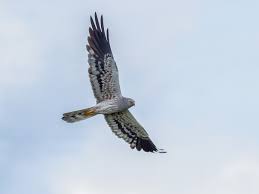 What does busard d'amérique mean? Busard Cendre Ebird