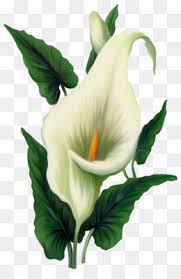 Große auswahl an calla lily flower. Easter Lily Background