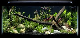 Freshwater aquariums are a great beginner hobby for adults and children alike. Tetra Fish Tanks And Aquarium Setup