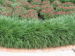 Image result for Ophiopogon