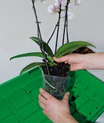 Dafür werden die bulben mit einem desinfizierten messer abgetrennt und in geeignetes substrat umgesetzt. Orchideen Richtig Umtopfen Orchitop Der Orchideen Topf