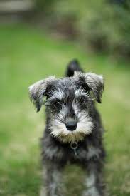Wiry overcoat with soft undercoat shedding: Miniature Schnauzer Puppy By Ruth Black Puppy Dog