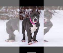 The best pitbull puppies for sale near you are being sold by blue bully breeders. Verified Dog Breeders Near Buffalo New York Usa Page 1 10 Per Page Puppyfinder Com