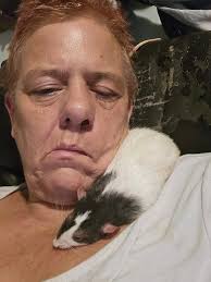 Rat cam action at Aotea Trap Library records four rats