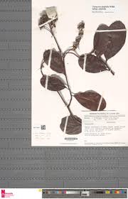 Image result for Tetracera alnifolia