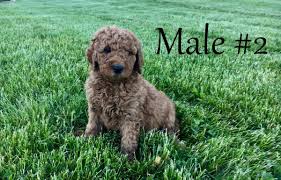 Maybe you would like to learn more about one of these? Pin On Dog Doodin