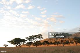 Image result for Burkea africana