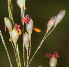 Image result for Panicum schinzii