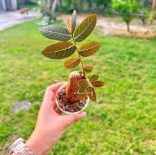 Image result for Phyllanthus paxii