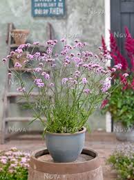 1 potted 9cm plant from mr fothergill's seeds and plants. Verbena Lollipop Media Database