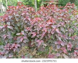 Image result for Euphorbia cotinifolia