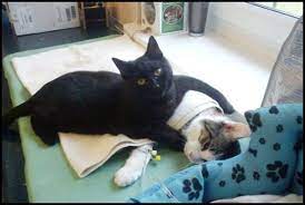 bakici kedi sasirtiyor kedi hayvan kediler ve yavrulari