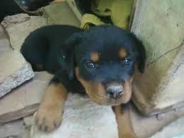 We are one of the few rottweiler rescues in the state of florida. 3 Male Rottweiler Puppies Thomson Ga Puppies Rottweiler Puppies Dogs