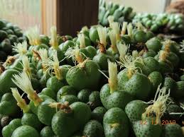 A christmas cactus is less spiky on the corners of the phylloclades, and has pink/purple anthers and. Every Day New Flowers In The Greenhouse In Koln Page 252 Cactiguide Com