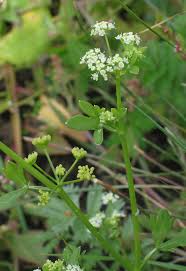 Image result for Apium graveolens