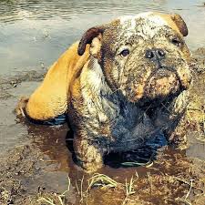 Ingiliz Bulldog Kopegi Cute Animals Cute Dogs Funny Animals