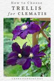 4 clematis plant care tips: Tips For Choosing The Right Clematis Trellis