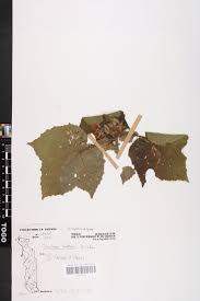 Image result for Dombeya buettneri