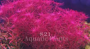 Image result for Rotala mexicana
