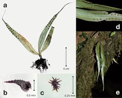 Image result for Lepisorus