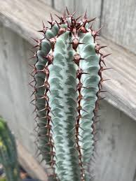 Image result for Euphorbia confinalis
