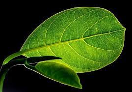Maybe you would like to learn more about one of these? Ajaib Air Rebusan Daun Nangka Bikin Luka Diabetes Cepat