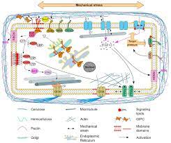 Size of cells the size of cells in living organisms may be as small as a millionth of a metre (micrometre or micron) or may be as large as a few centimetres. Plants Free Full Text The Plasma Membrane An Integrating Compartment For Mechano Signaling Html