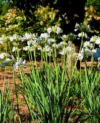 Image result for Agapanthus codii