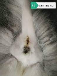 We did not find results for: Paws N Tails My Censored Ini Bahagian Punggung Kucing Facebook