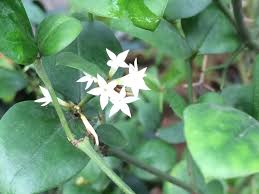 Image result for Carissa bispinosa