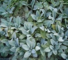 I am very happy with it. Stachys Byzantina Lamb S Ear Lamb S Ears Wooly Betony North Carolina Extension Gardener Plant Toolbox