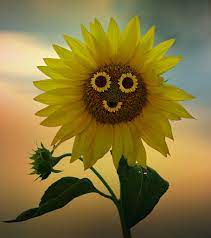 Download high quality flower pictures for your mobile, desktop or website. Wallpaper Smile Yellow Flowers Helianthus