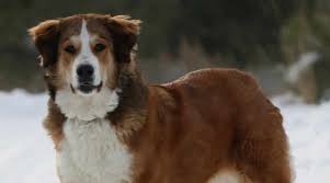 Maybe you would like to learn more about one of these? Great Pyrenees Mixes 16 Large Pyrenees Crossbreeds