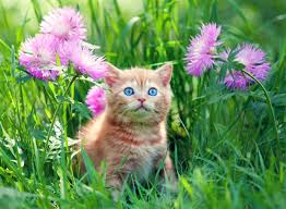 Bach rescue remedy for animals is a delicate and natural form of healing, it is the most famous of the remedies: Bach Rescue Remedy For Cats And Other Useful Flower Remedies For Cats Little Miss Cat
