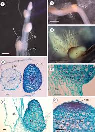 Image result for Bulbostylis microelegans