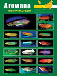 133 Best Arowana Images Aquarium Fish Dragon Fish