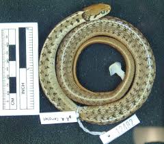 Thamnophis lineri *ROSSMAN & BURBRINK, 2005 Liner's Garter Snake * Type  Status: **Holotype** Family: **Colubridae** Museum: UTA (The University of  Texas at Arlington) UTA Reference Number: R-12482 adult male Type locality:  Llano