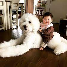 This Baby And Giant Dog's Friendship Proves All You Need In Life Is A Dog  Twice Your Size