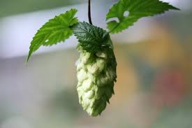 Hopfen Anbauen Pflanzen Pflege Tipps Und Schneiden Gartendialog De Hopfen Pflanzen Pflanzen Pflanzen Pflege