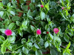 Check spelling or type a new query. Aptenia Cordifolia Ideal Como Tapizante O Cubresuelos