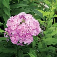 Power wash the pavers, or if creeping phlox grows in your area it would be a good thing to grow over the pavers. Phlox Paniculata David S Lavender David S Lavender Garden Phlox High Country Gardens