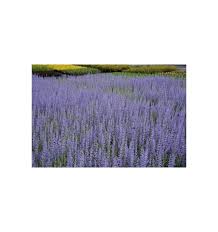 Image result for Perovskia atriplicifolia lacey blue lisslitt photo