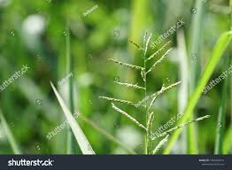 Image result for Eriochloa procera