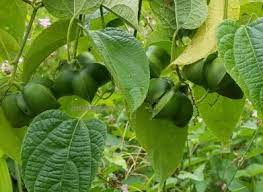 Check spelling or type a new query. Anim Agro Technology Sacha Inchi Tanaman Apa