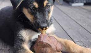 Последние твиты от abeille (@abeilleuk). Mon Chien A Mordu Ou Leche Un Crapaud Symptomes Et Premiers Secours