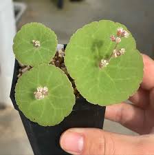 Image result for Thesium singulare