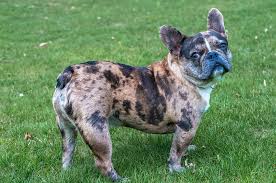 Black And Tan Merle Frenchie Pin On Merle Frenchies