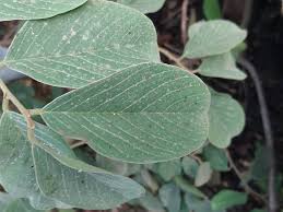 Image result for Combretum apiculatum